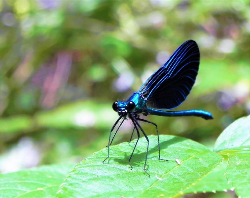 Calopteryx virgo meridionalis maschio