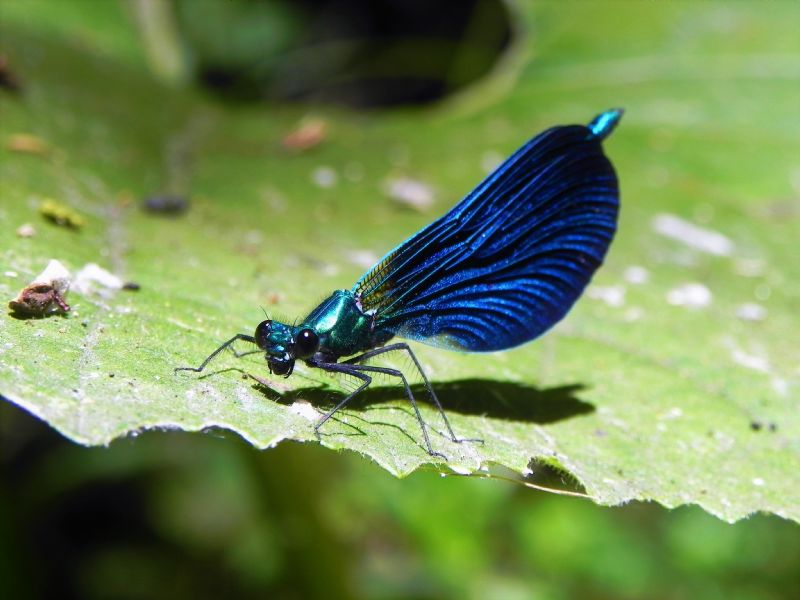 Calopteryx virgo meridionalis maschio