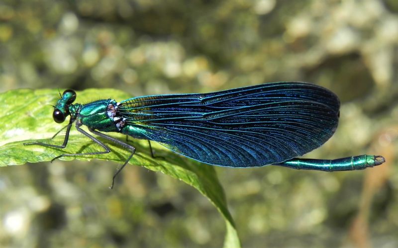 Calopteryx virgo meridionalis maschio