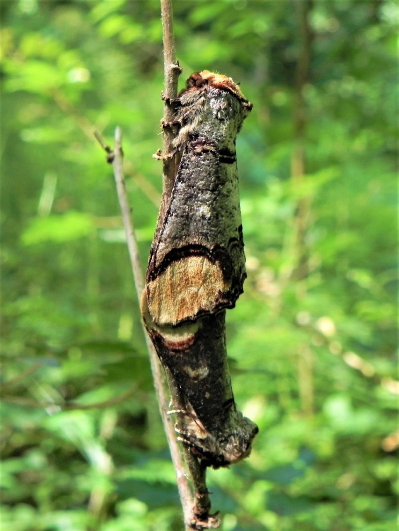 Notodontidae:  Phalera bucephala