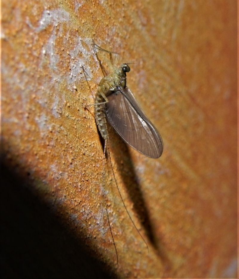 Cloeon cognatum, femmina (Baetidae)