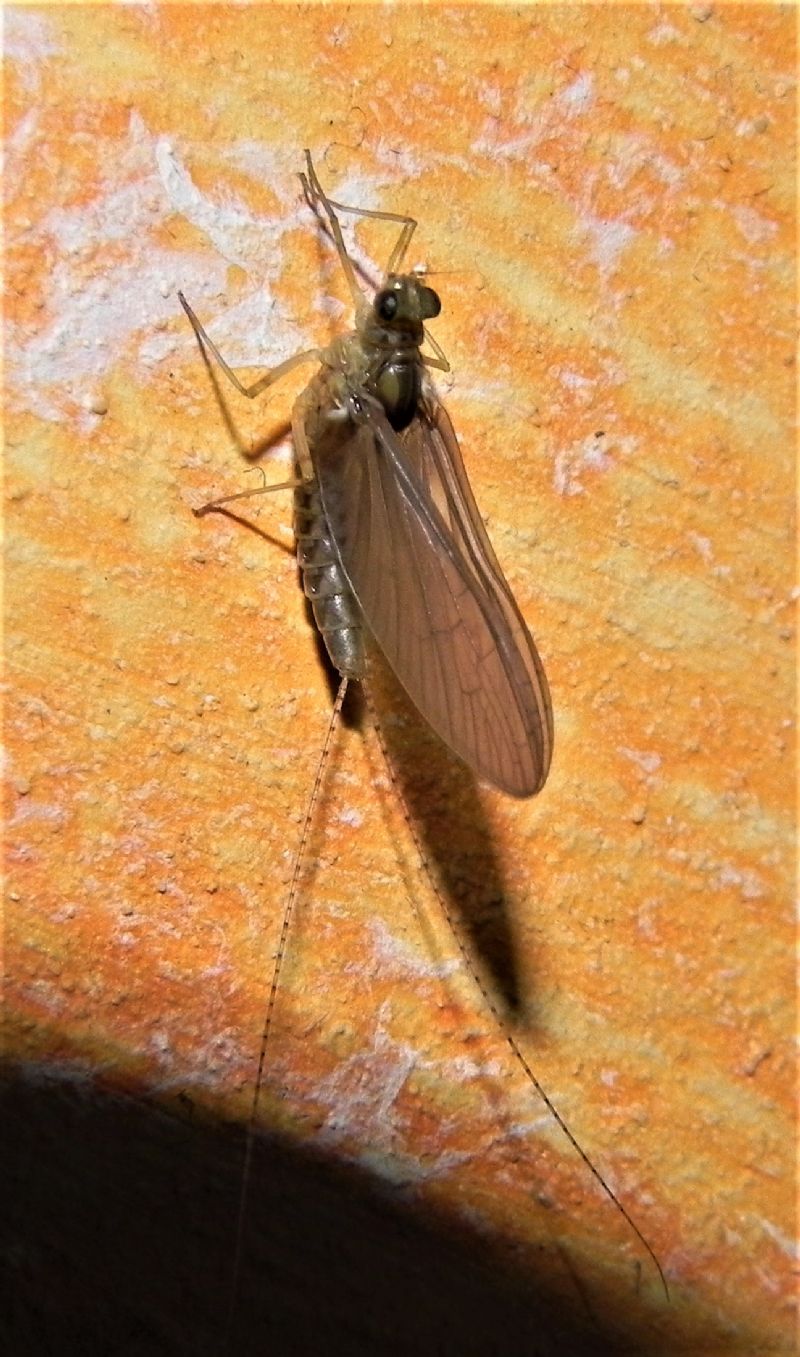 Cloeon cognatum, femmina (Baetidae)