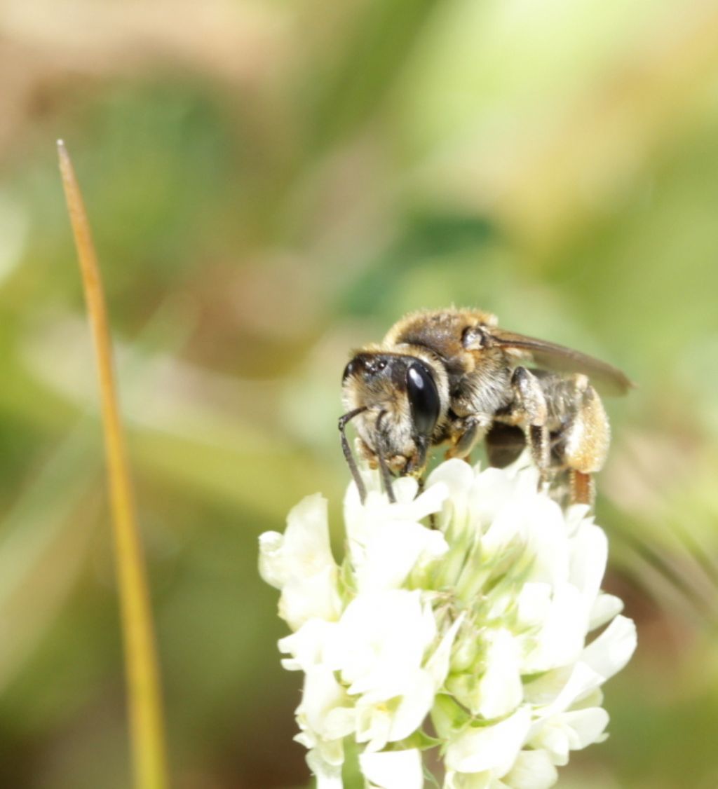 Apidae Andreninae:   Andrena flavipes, femmina