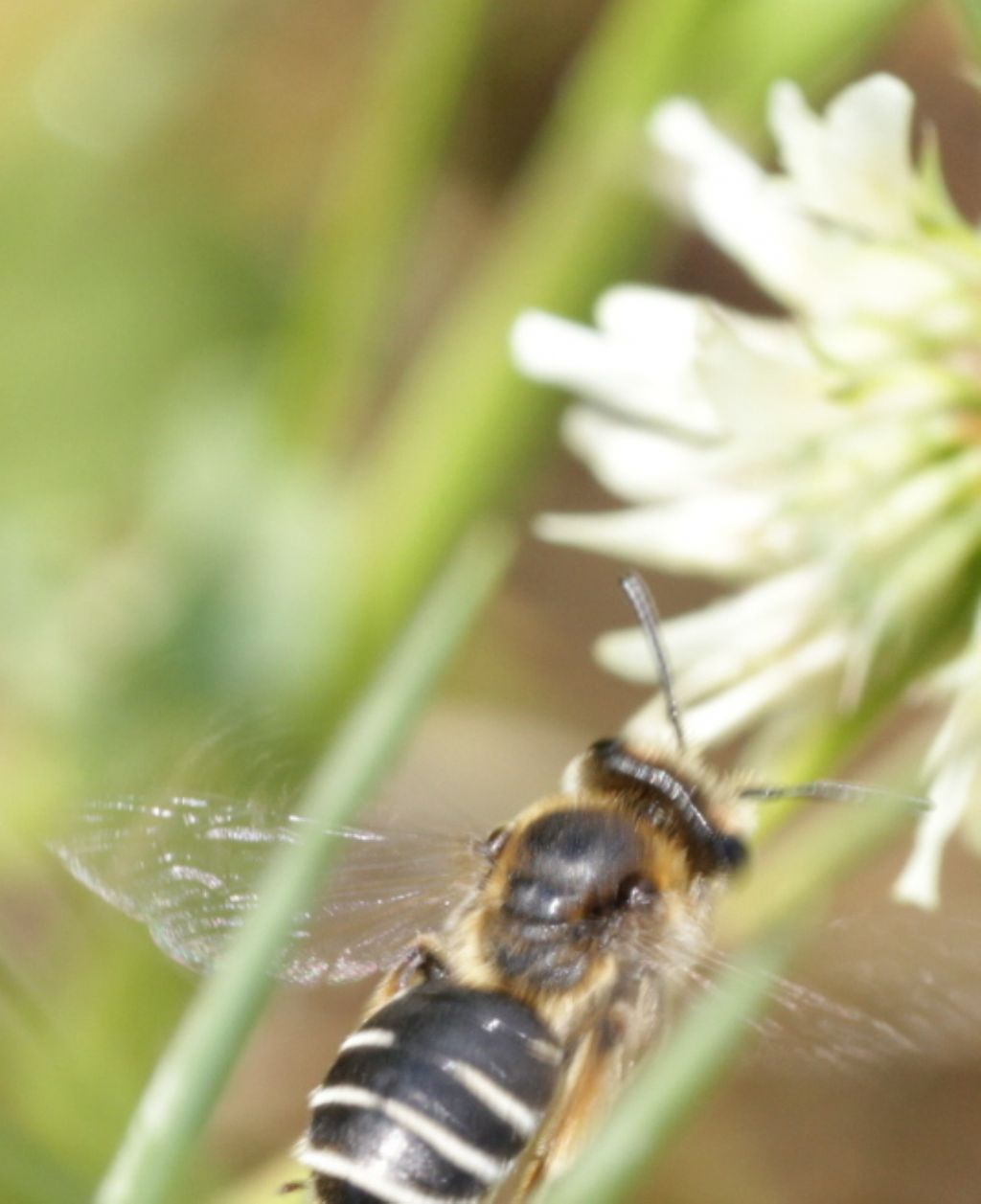 Apidae Andreninae:   Andrena flavipes, femmina