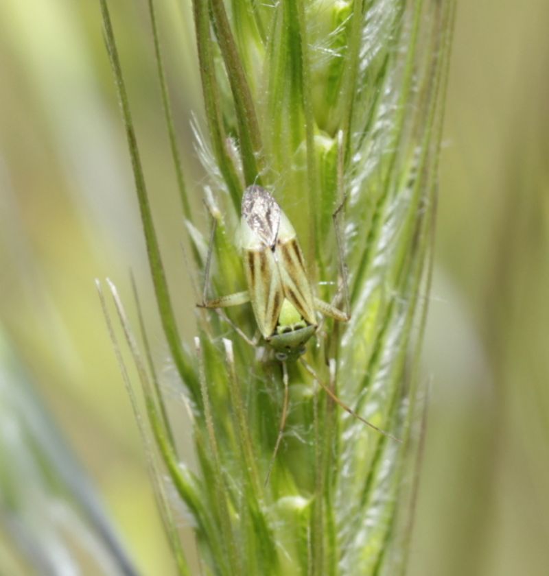 Miridae: Closterotomus norwegicus