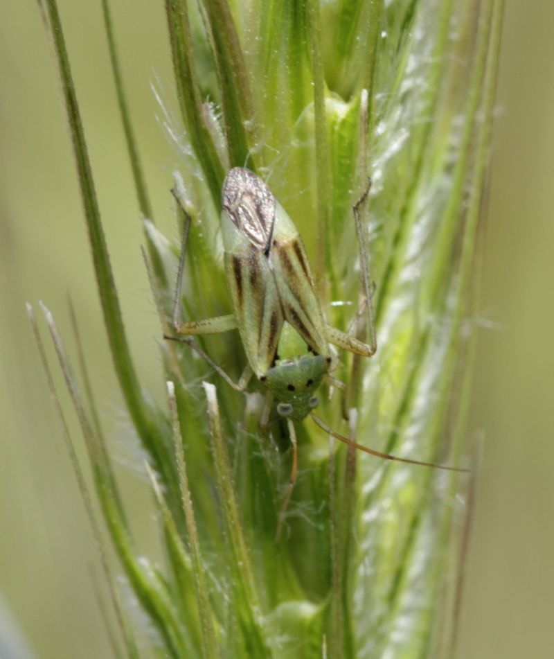 Miridae: Closterotomus norwegicus