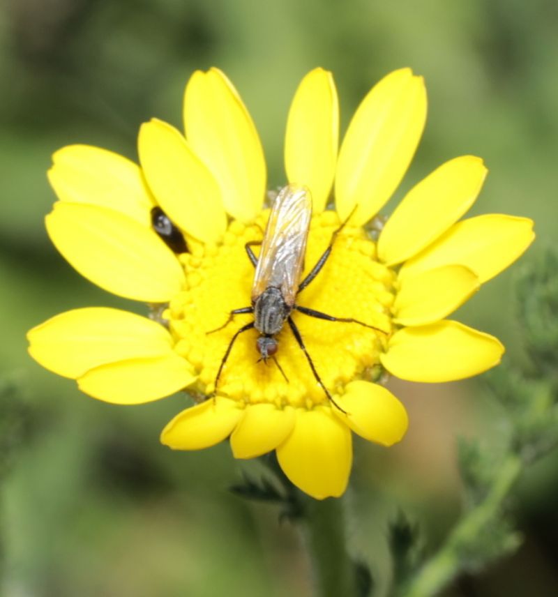 Empis (Euempis) tessellata (Empididae)