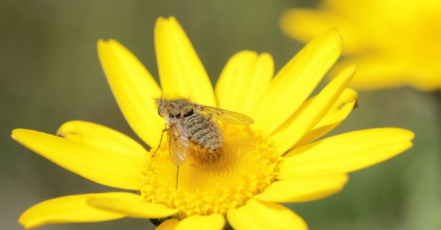 Bombyliidae: Conophorus sp.