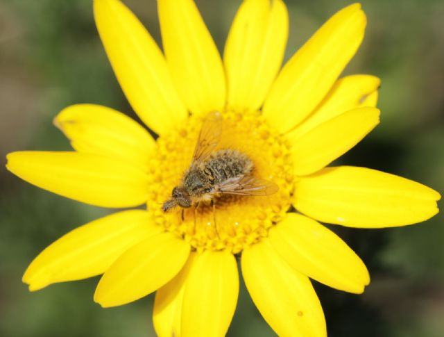 Bombyliidae: Conophorus sp.