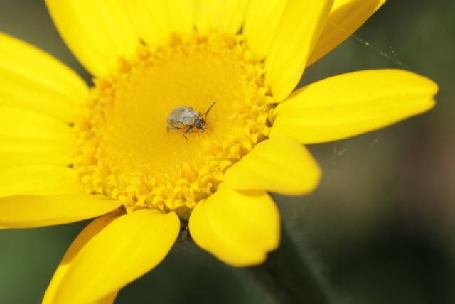 Chrysomelidae Bruchinae:  cfr. Bruchidius sp.