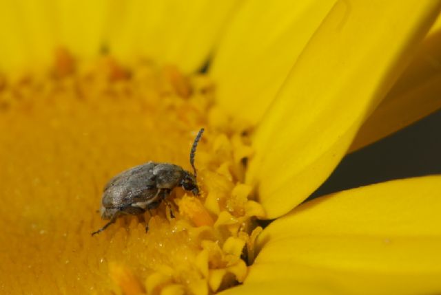 Chrysomelidae Bruchinae:  cfr. Bruchidius sp.