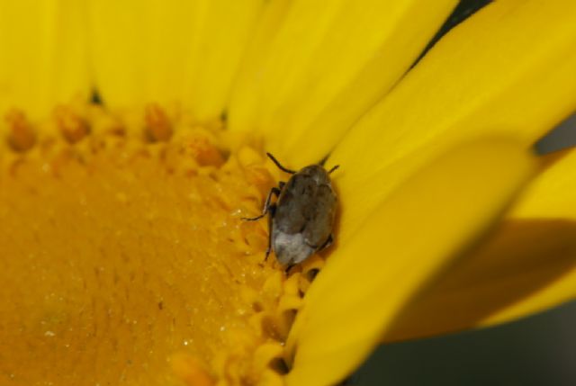 Chrysomelidae Bruchinae:  cfr. Bruchidius sp.