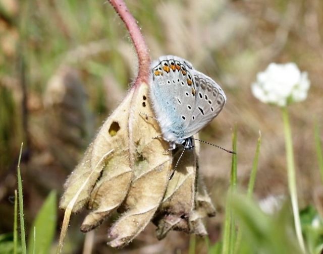 ID Lycaenidae