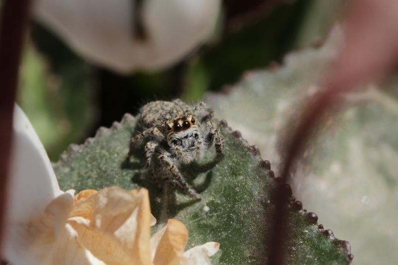 Philaeus chrysops - Roma