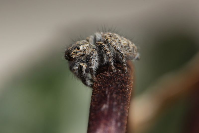 Philaeus chrysops - Roma