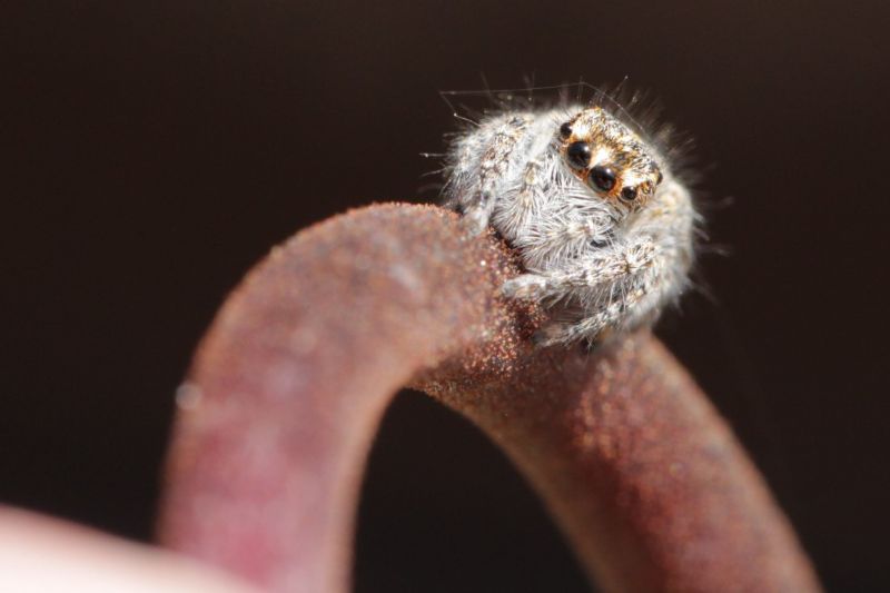 Philaeus chrysops - Roma