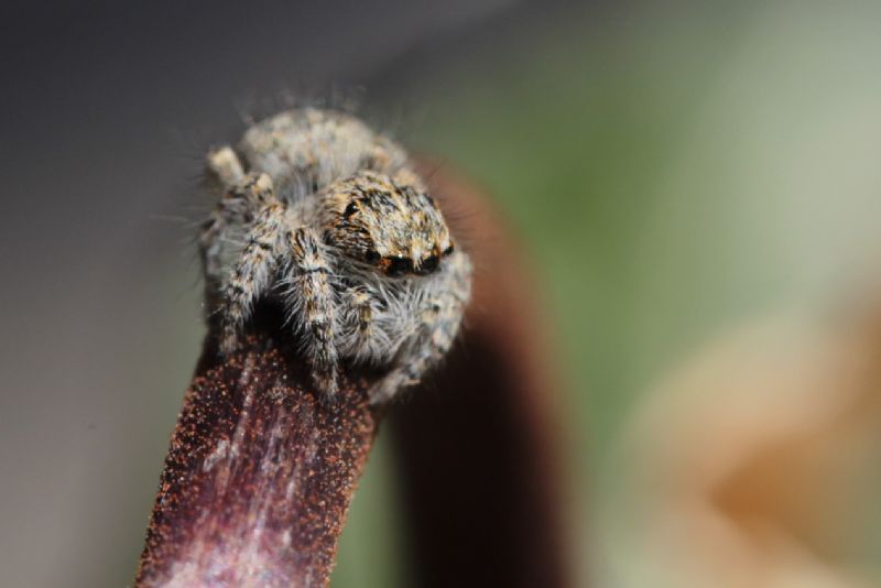 Philaeus chrysops - Roma