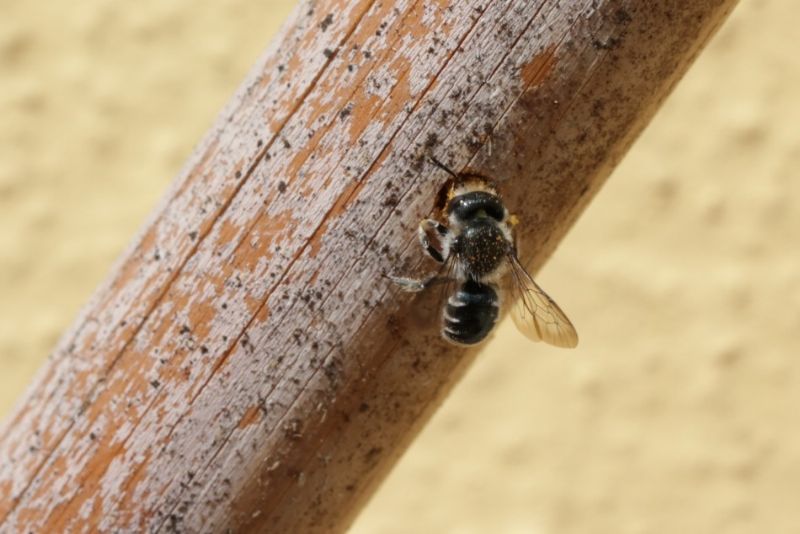 ID Apoidea: cfr. Osmia caerulescens (Apidae Megachilinae)