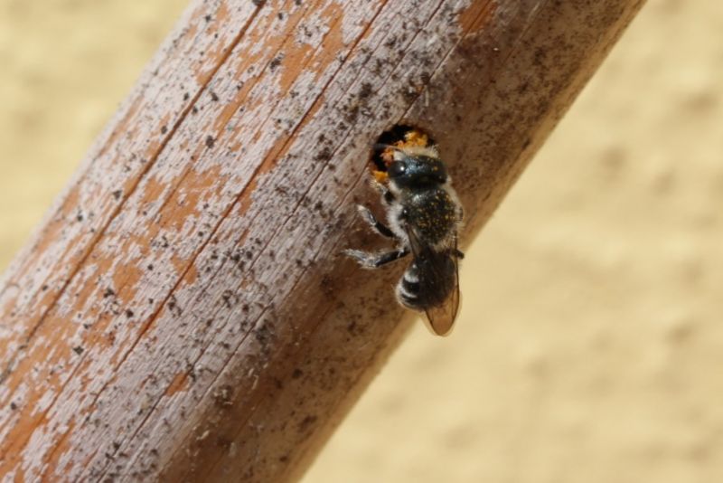 ID Apoidea: cfr. Osmia caerulescens (Apidae Megachilinae)