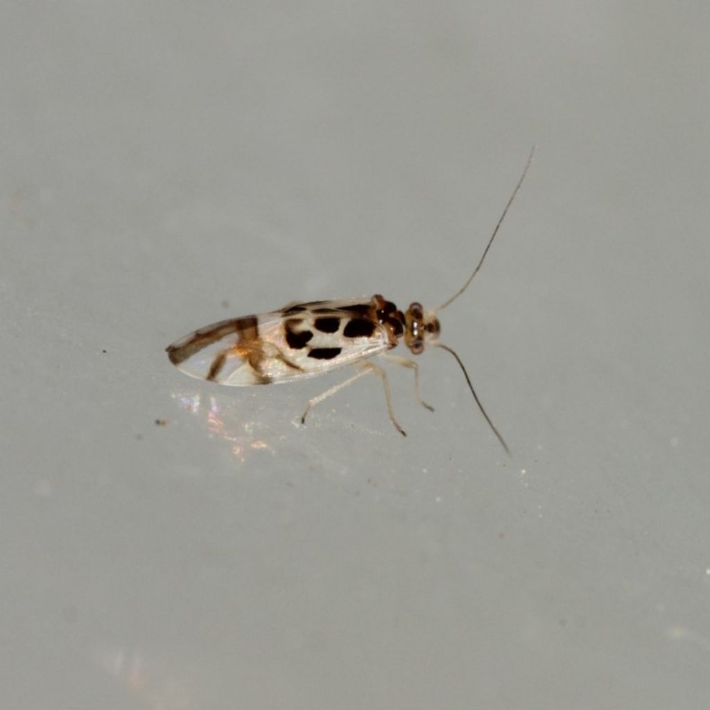 Stenopsocidae: Graphopsocus cruciatus