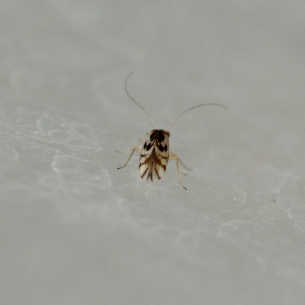 Stenopsocidae: Graphopsocus cruciatus