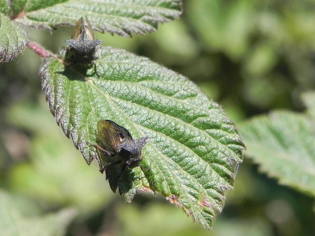 Cicadomorpha:  Centrotus cornutus  (Membracidae)