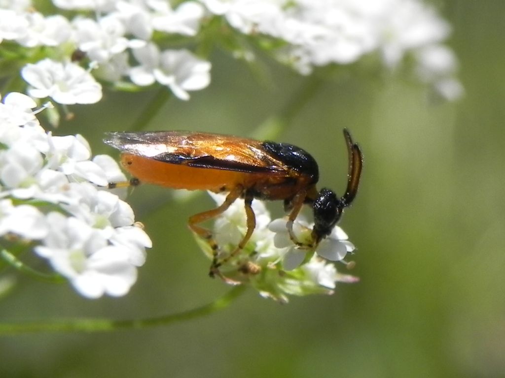 Argidae: Arge ochropus