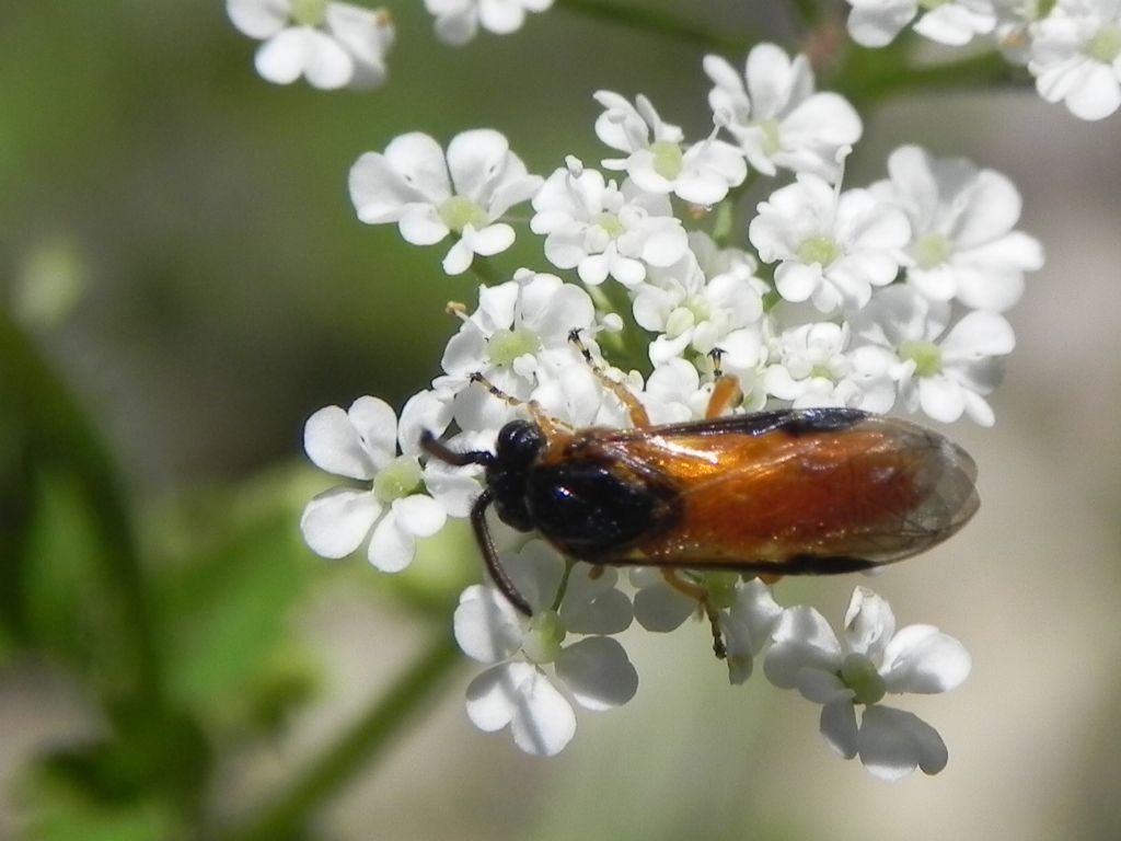 Argidae: Arge ochropus