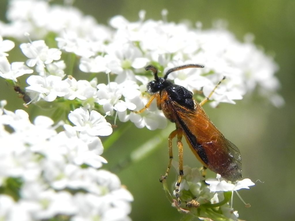 Argidae: Arge ochropus