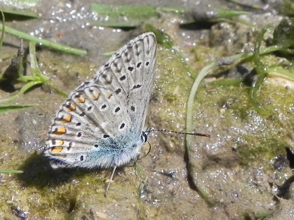 ID Lycaenidae