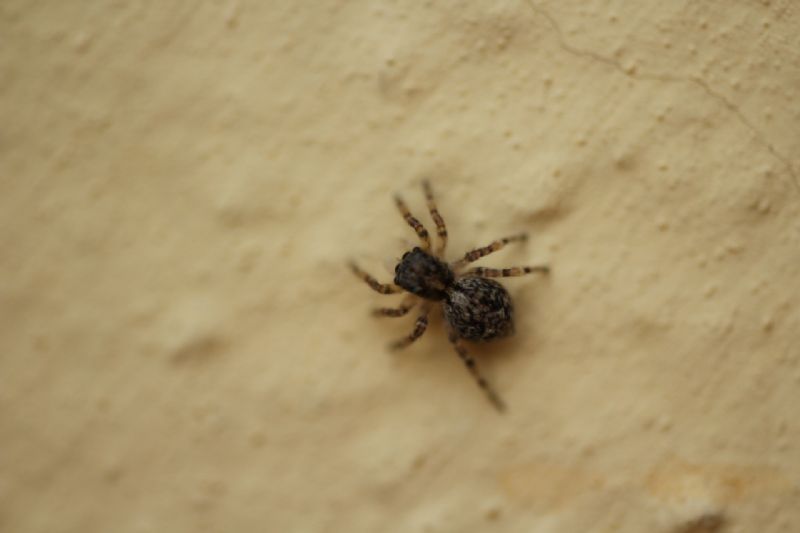 Pseudeuophrys  sp. - Roma