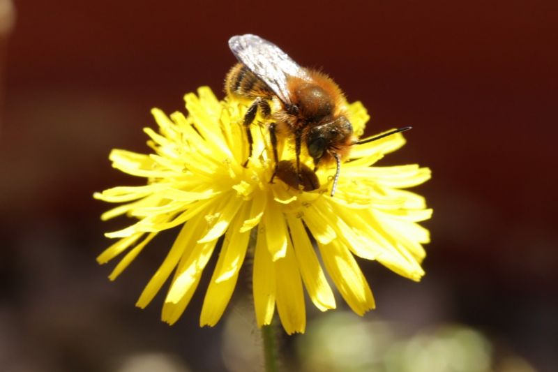 Osmia cfr. caerulescens, maschio (Apidae Megachilinae)