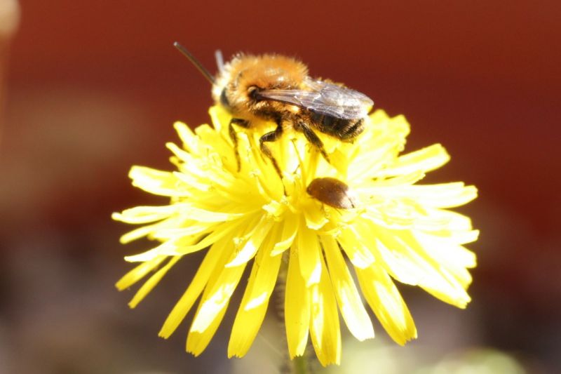 Osmia cfr. caerulescens, maschio (Apidae Megachilinae)
