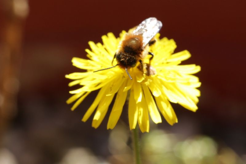 Osmia cfr. caerulescens, maschio (Apidae Megachilinae)