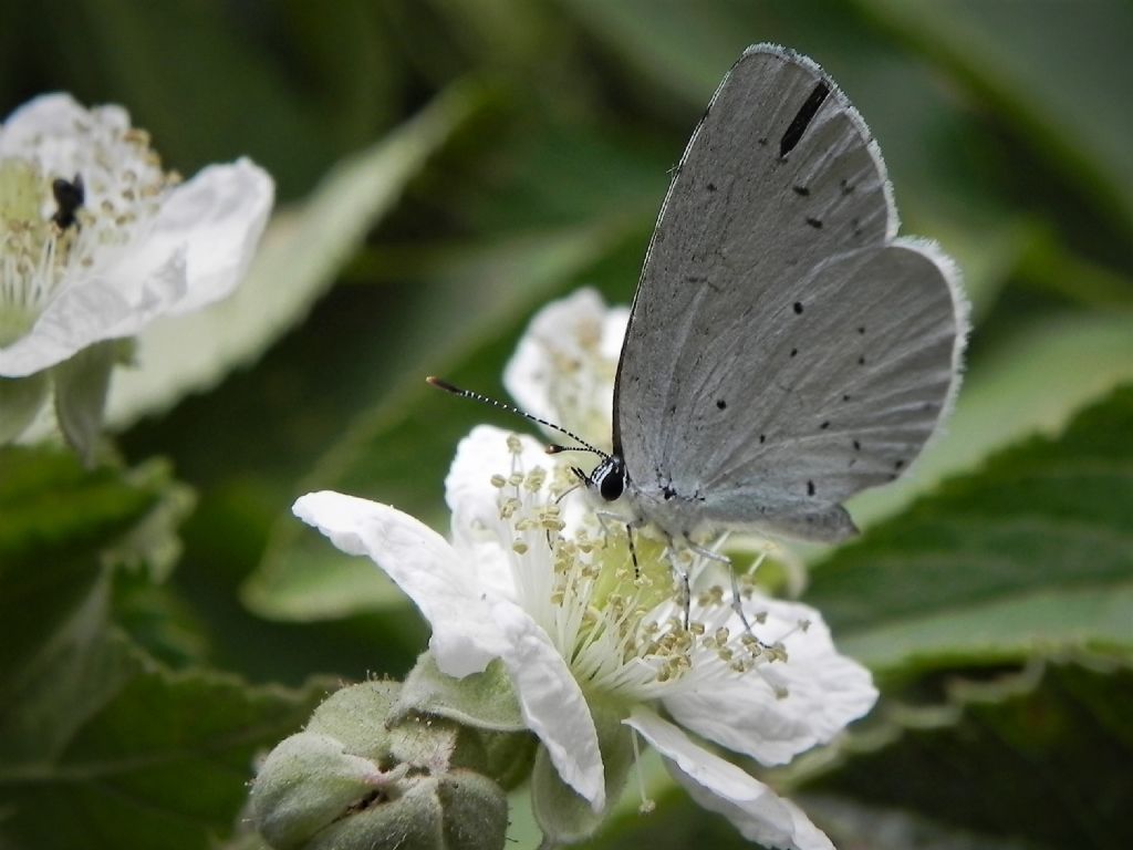 ID Lycaenidae: Celastrina argiolus