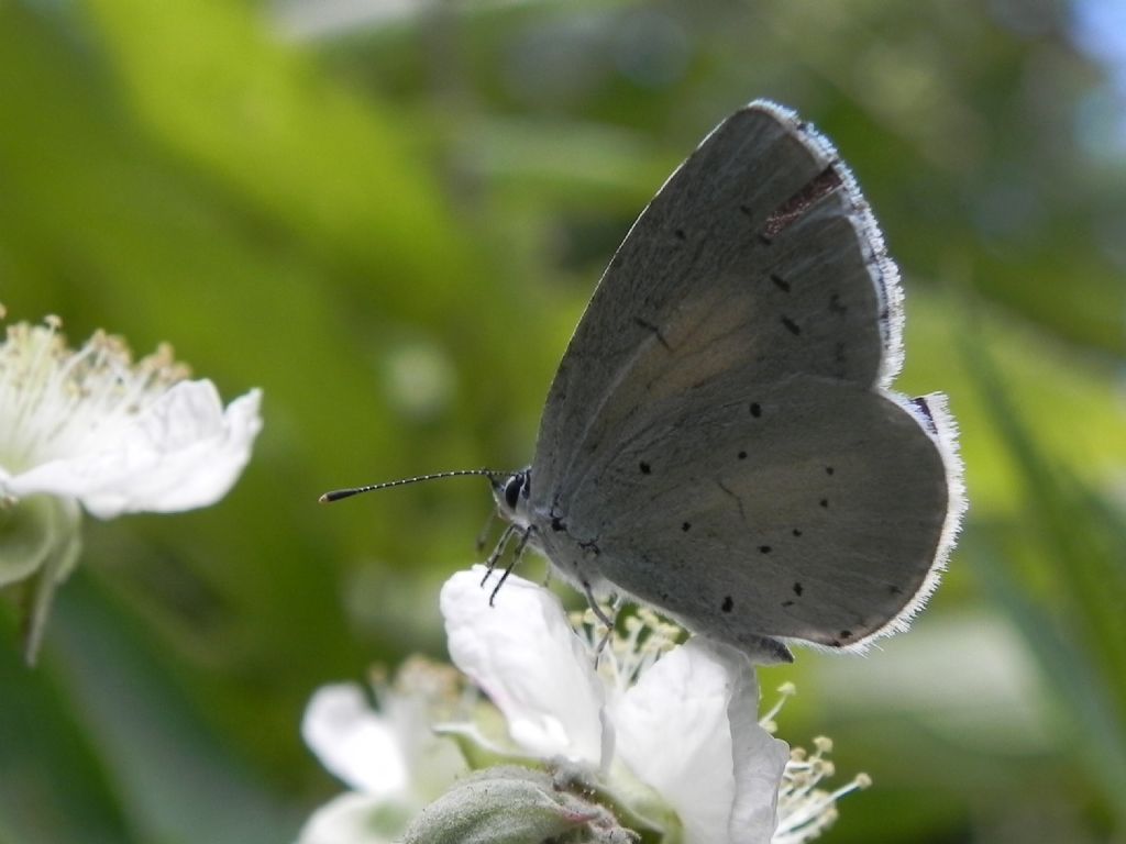 ID Lycaenidae: Celastrina argiolus