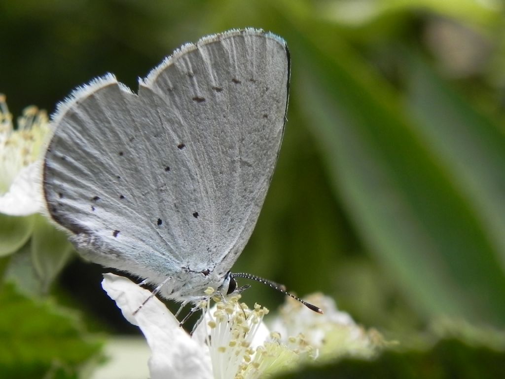 ID Lycaenidae: Celastrina argiolus