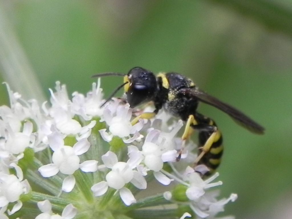 Crabronidae: Ectemnius sp.