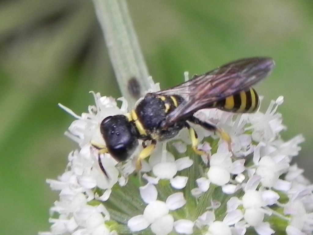 Crabronidae: Ectemnius sp.