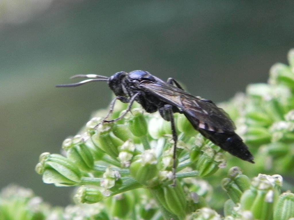 ID Hymenoptera Ichneumonidae
