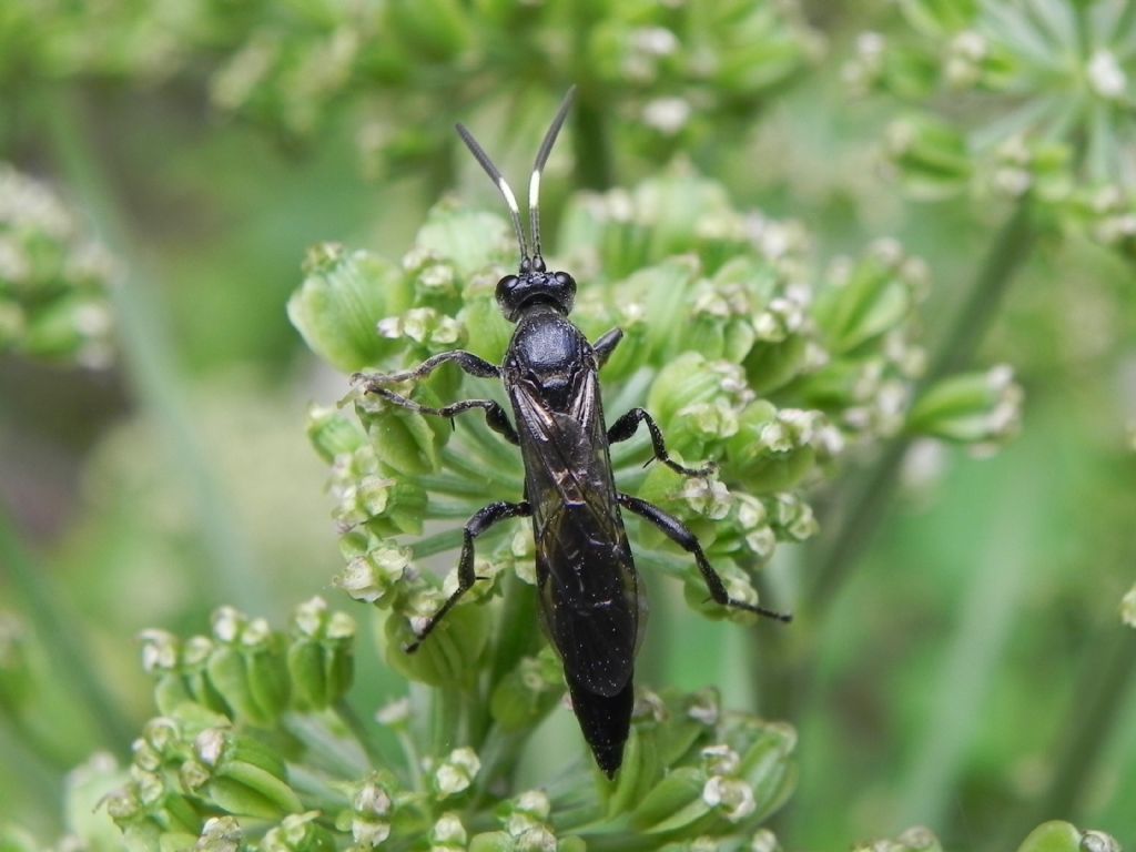 ID Hymenoptera Ichneumonidae