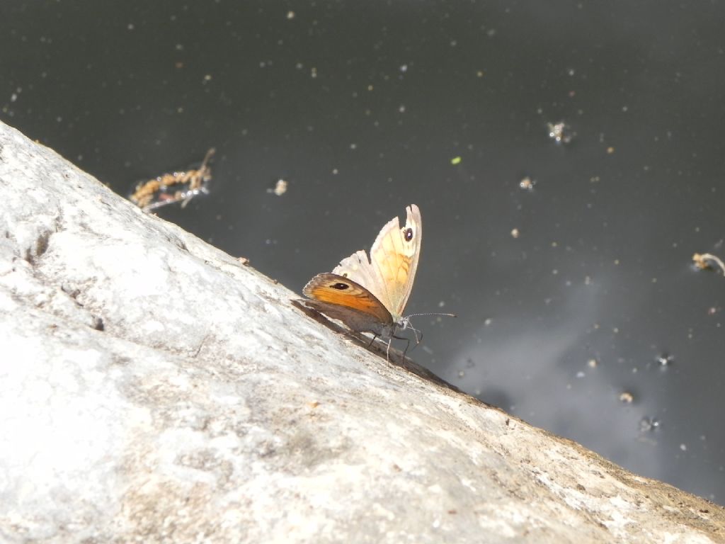 ID Nymphalidae