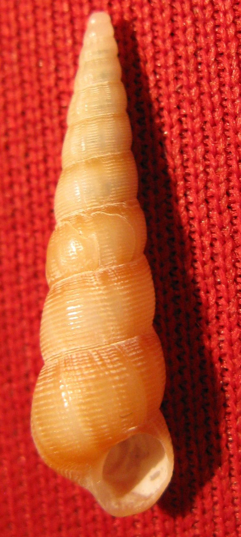 Acirsa subdecussata