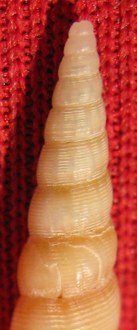 Acirsa subdecussata