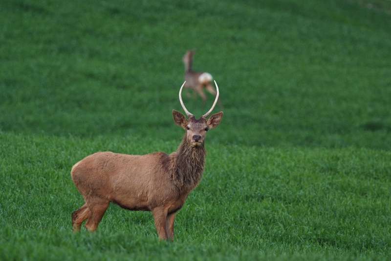 cervo+capriolo