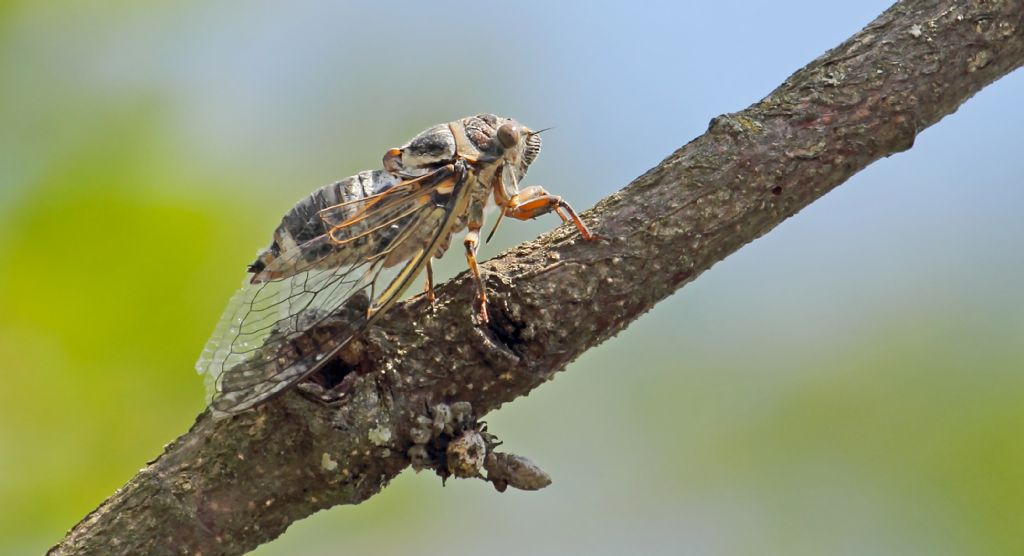 cicala: Lyristes plebejus