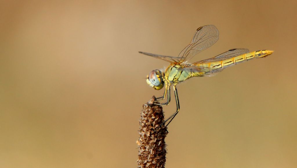 Sympetrum fonscolombii