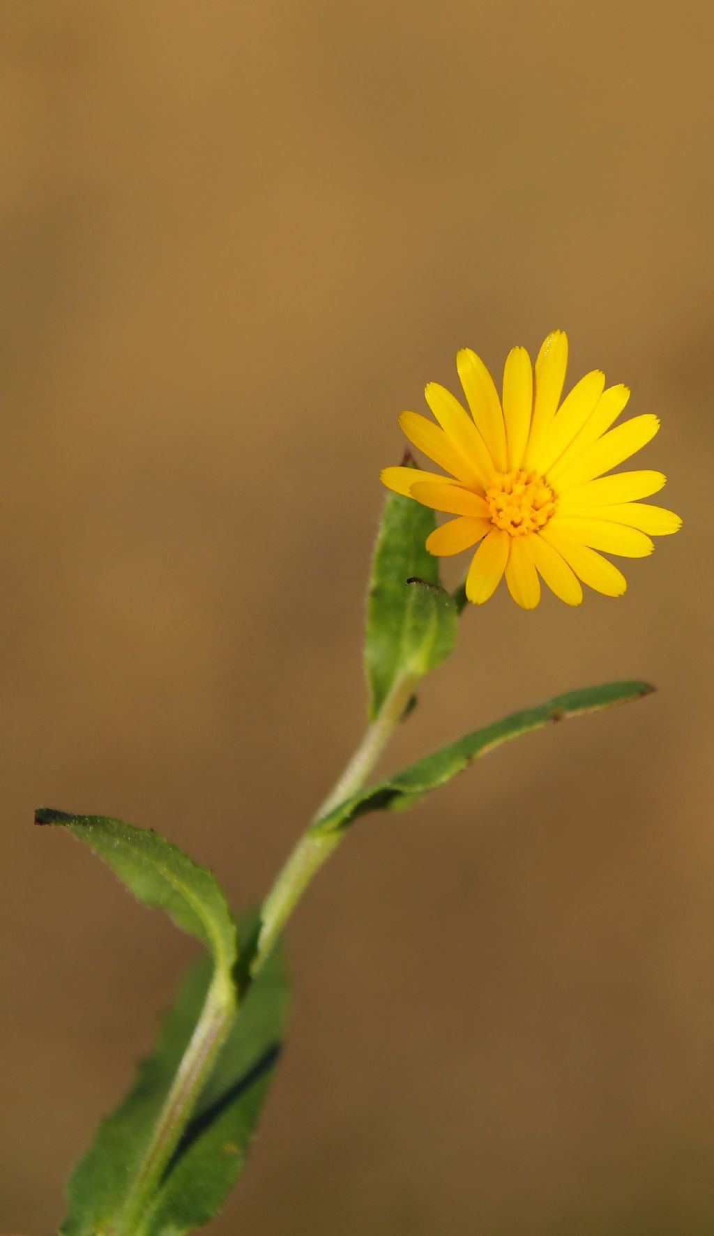 Calendula arvensis