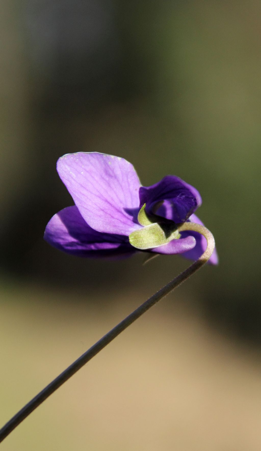 id viola