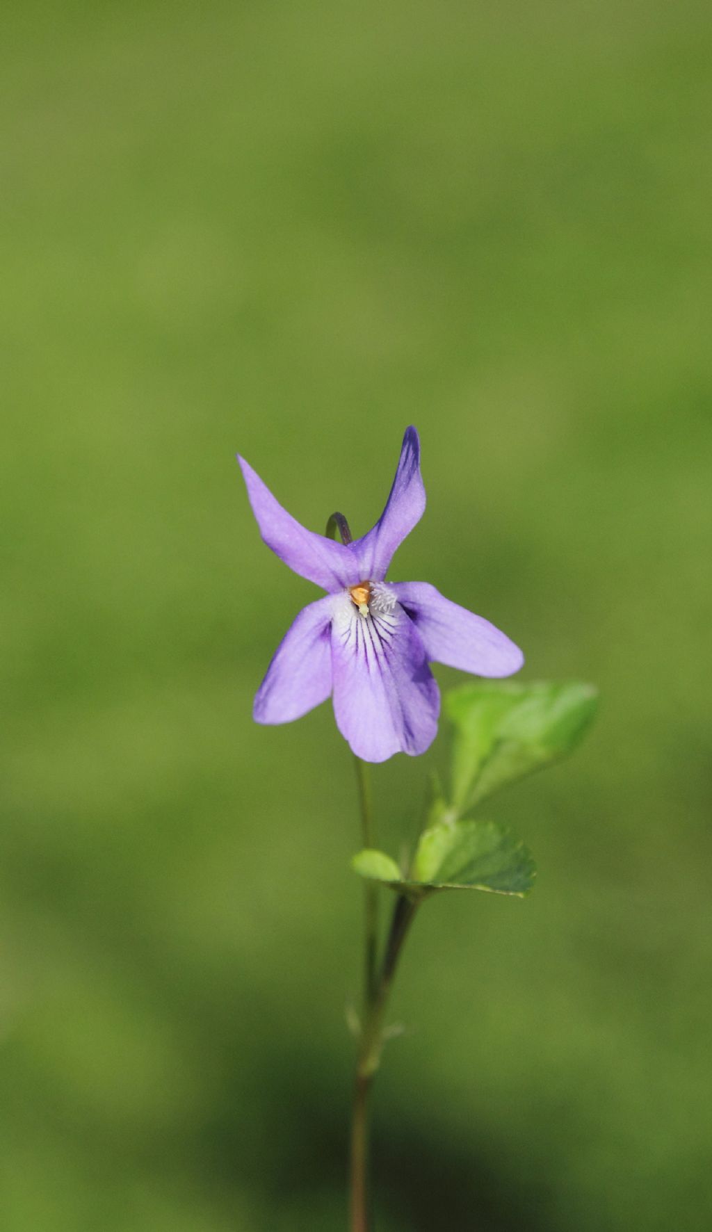 id viola:  Viola cfr. reichenbachiana